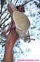 giant_a19_0951