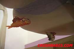 CR0406